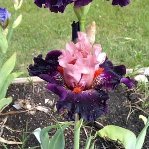 Meet your Posher, Allison